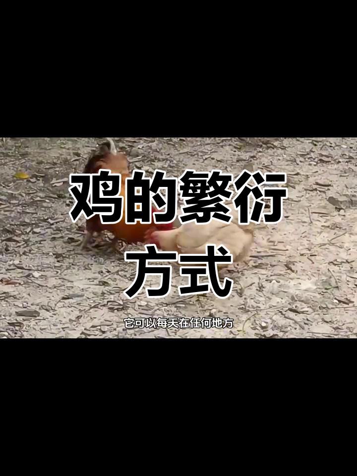 公鸡如何与母鸡交配?揭秘繁殖过程