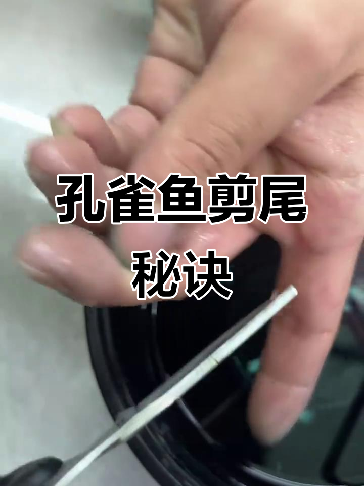 孔雀鱼剪尾能助其生长,别担心!