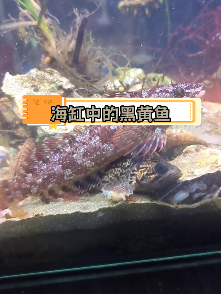 黑黄鱼状态不佳,海底世界的变化