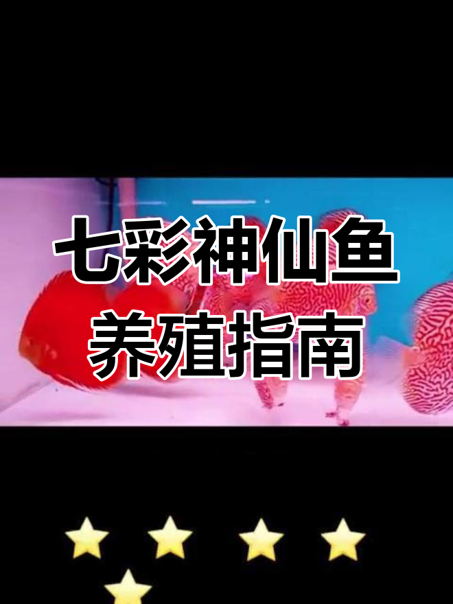白化赤瞳虎纹鱼,七彩神仙鱼的养护技巧