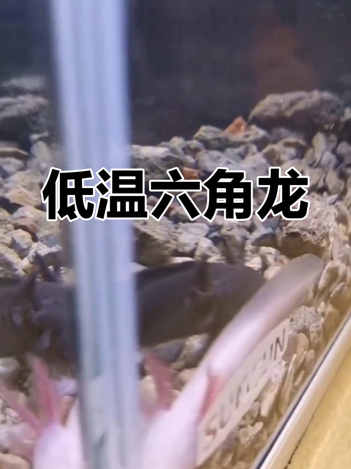 六角恐龙鱼:冷水观赏宠物,轻松饲养