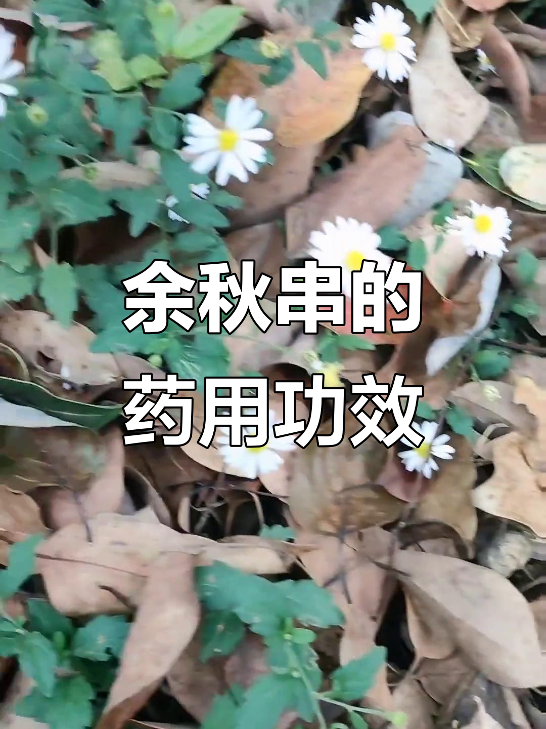 鱼鳅串的神奇用法,清热解毒效果显著
