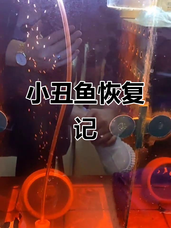 澳黑小丑鱼恢复健康,水质管理技巧大公开