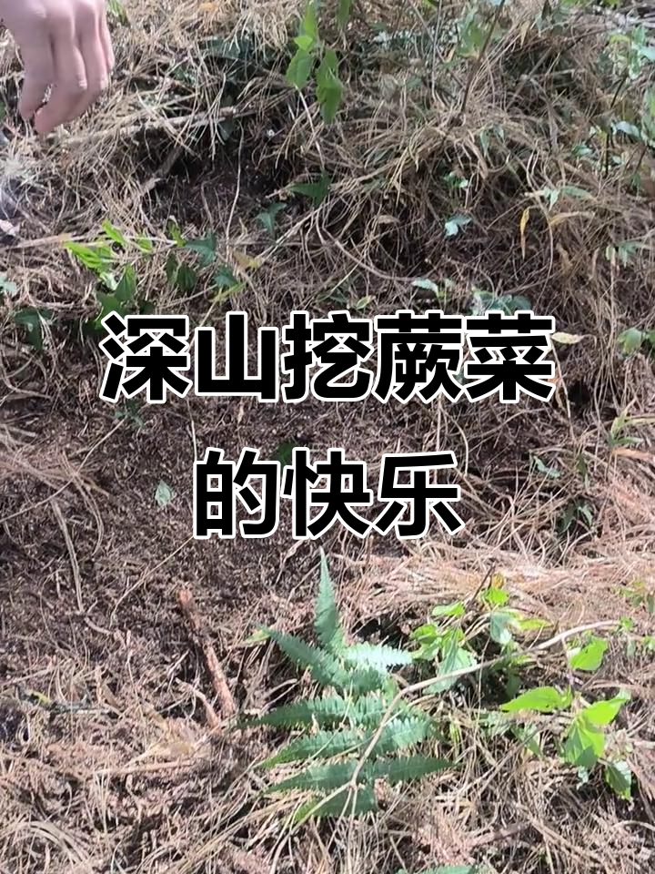 深山挖蕨菜,体验纯天然乐趣