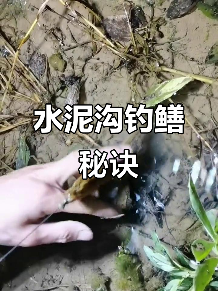 气温升高,鳝鱼活跃!水泥沟钓鱼技巧大揭秘!