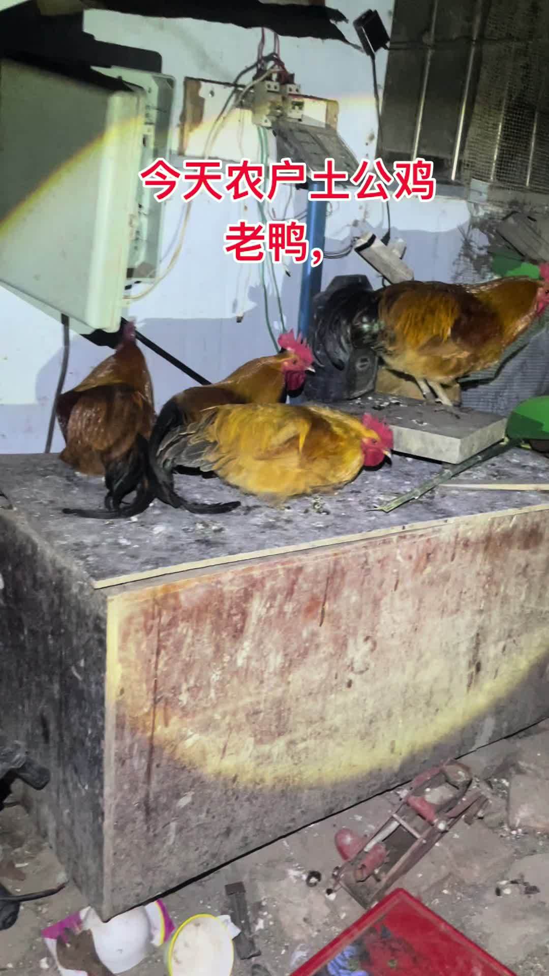 需要农村土货的关注我每天都有好货 土鸡土鸭 鸡鸭鹅 生态散养 乡村味道 江苏盐城