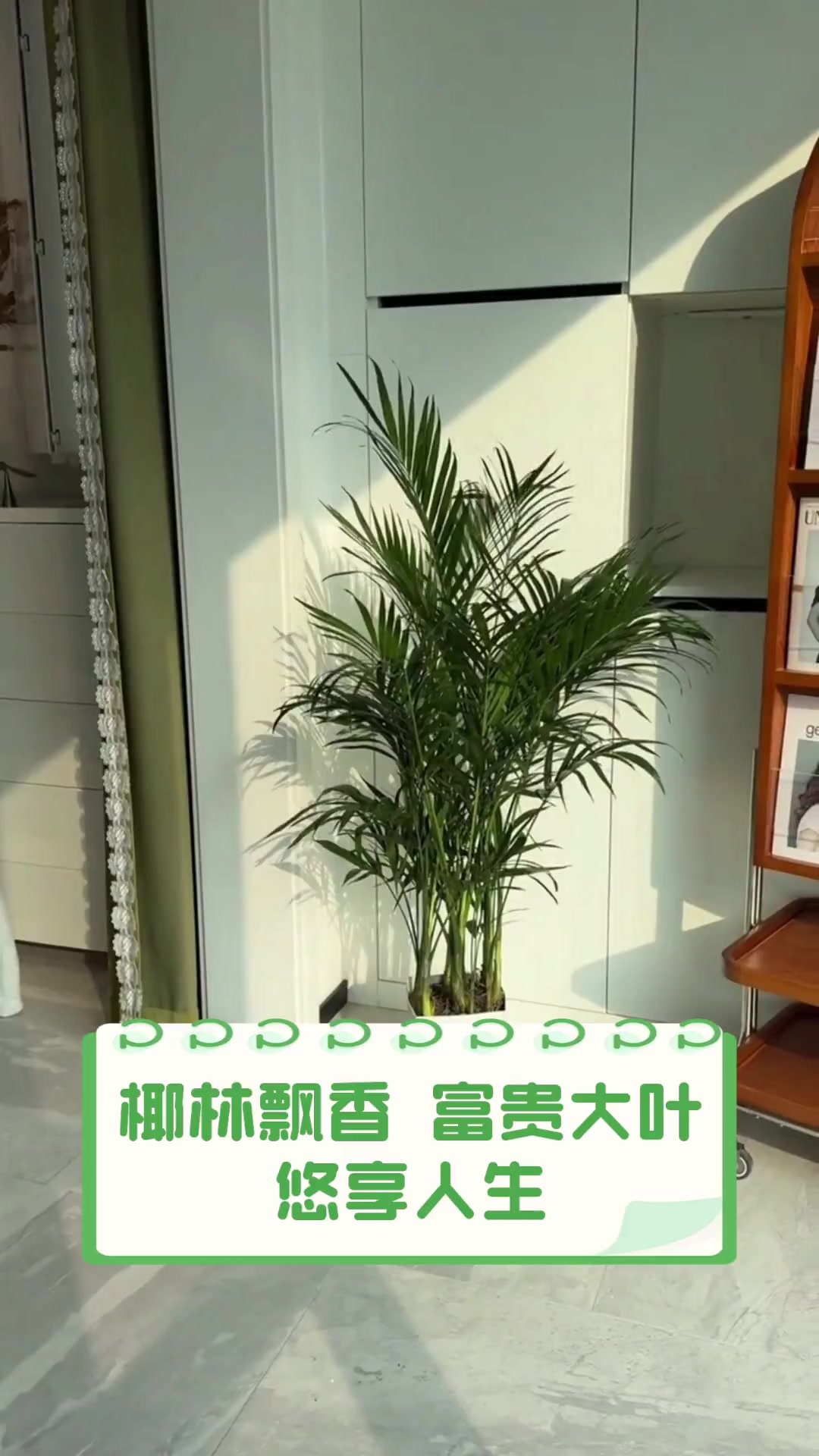 椰林飘香,富贵大叶,悠享人生