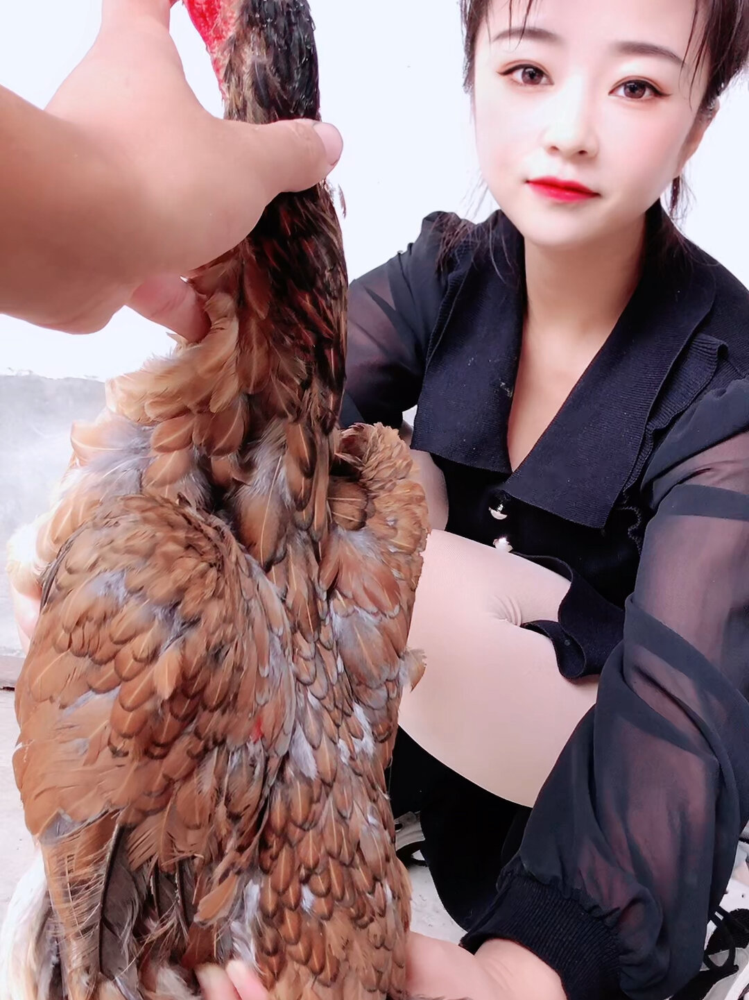 火烧毛斗母鸡,质量斗鸡