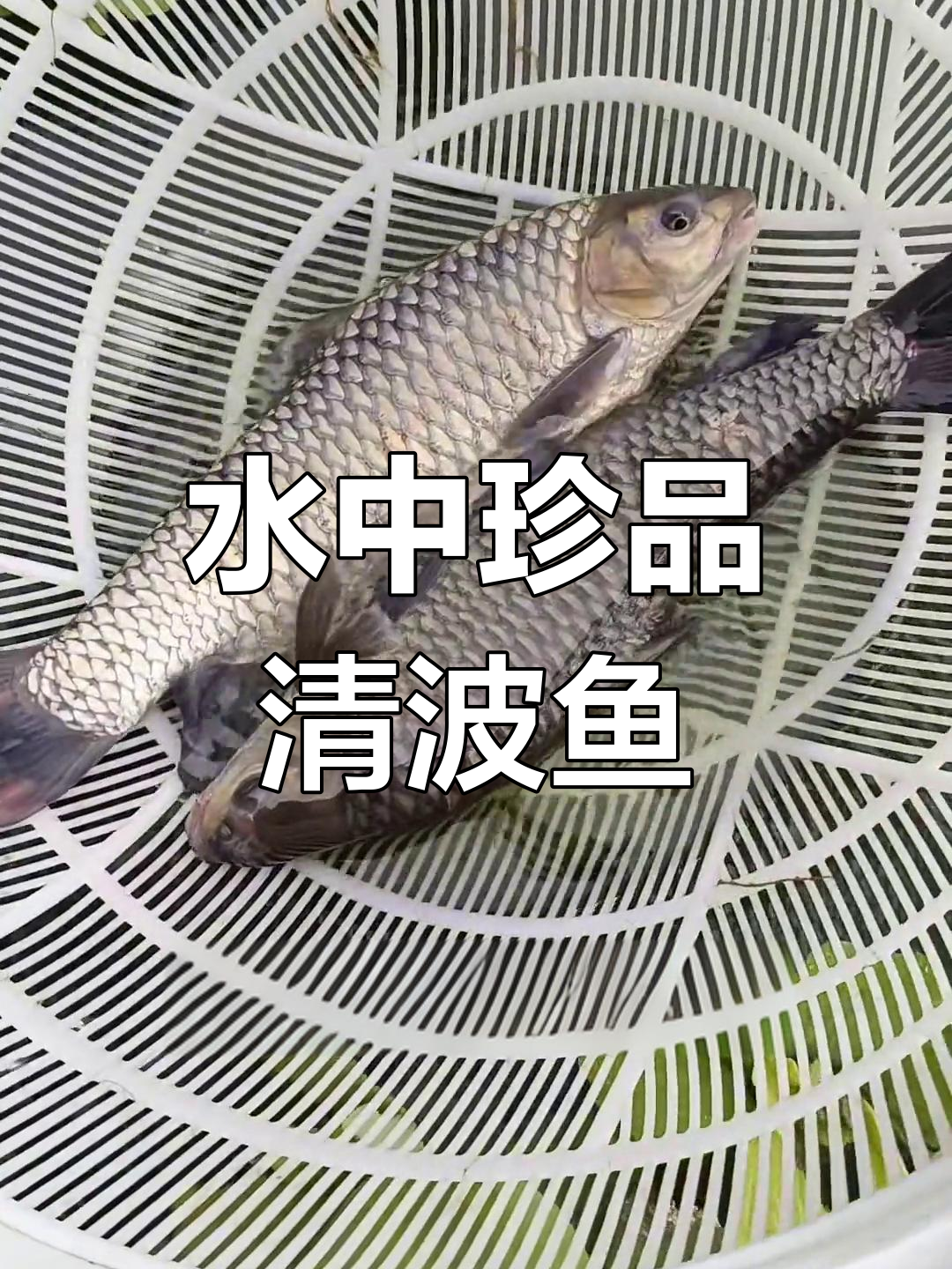 清波鱼:长江特产,肉质鲜美