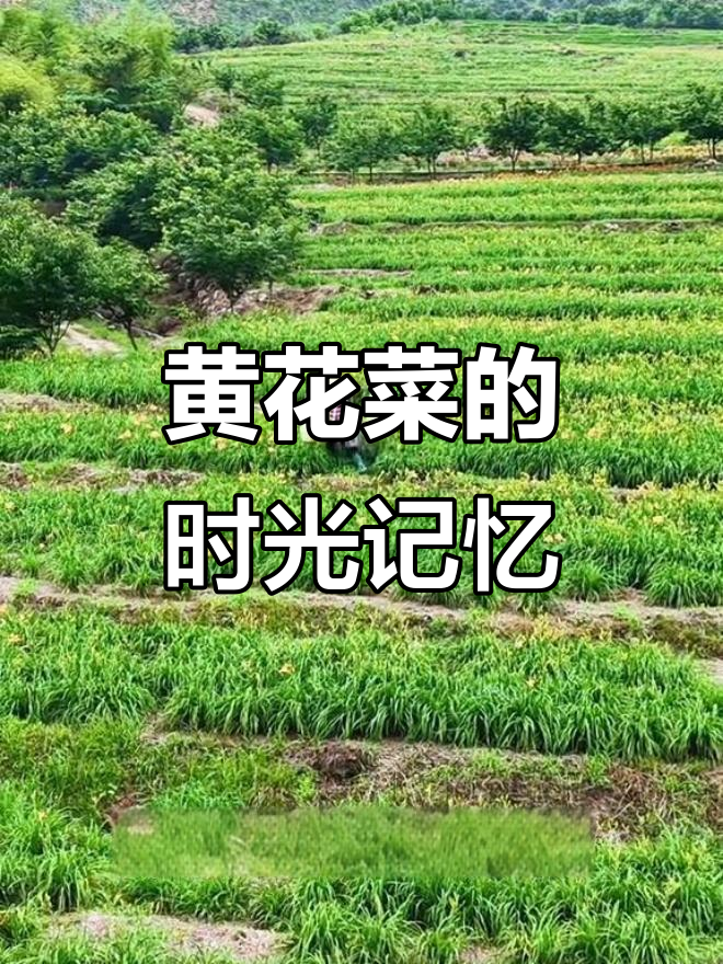 沙县黄花菜基地:晨光中的金黄色,岁月与人生的味道