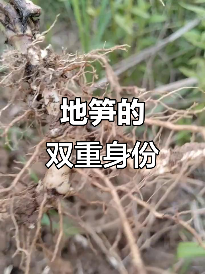 地笋兼具药用与食用价值,香气独特,酱菜口感更佳
