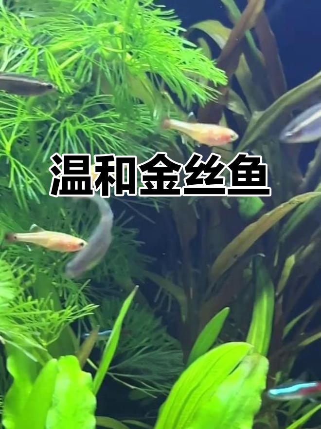 金丝鱼温顺易养,适合与多种小型鱼类混居