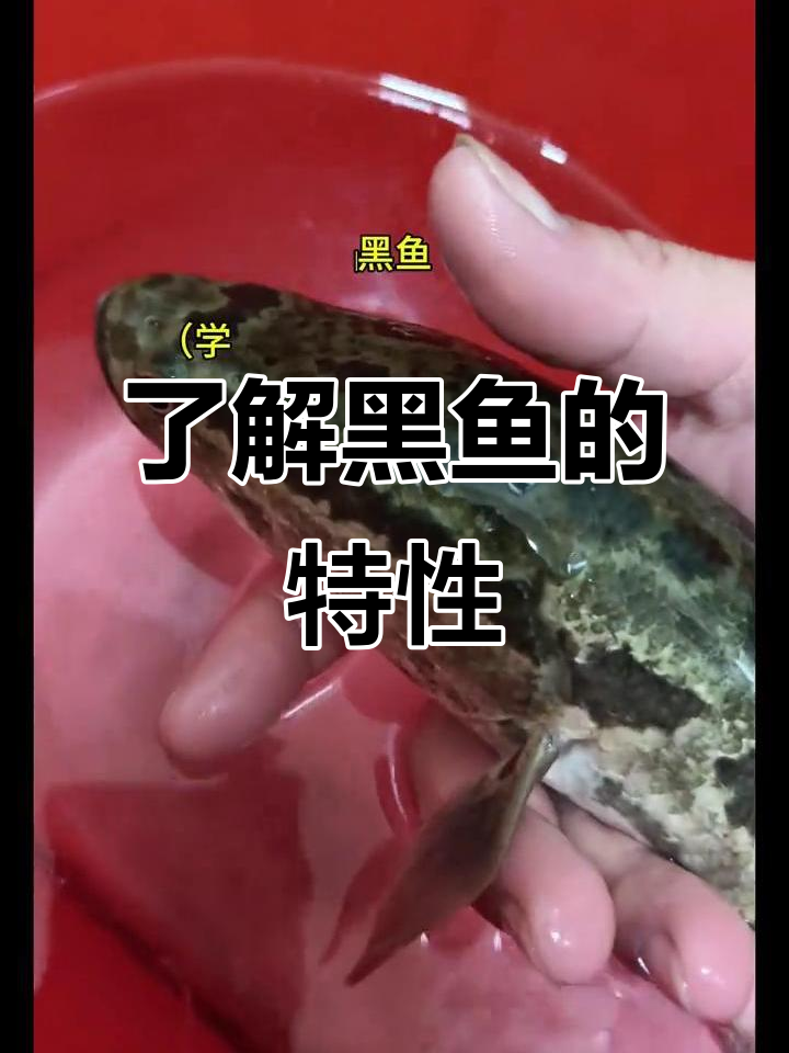 黑鱼:凶猛淡水鱼类,路亚钓的最佳选择