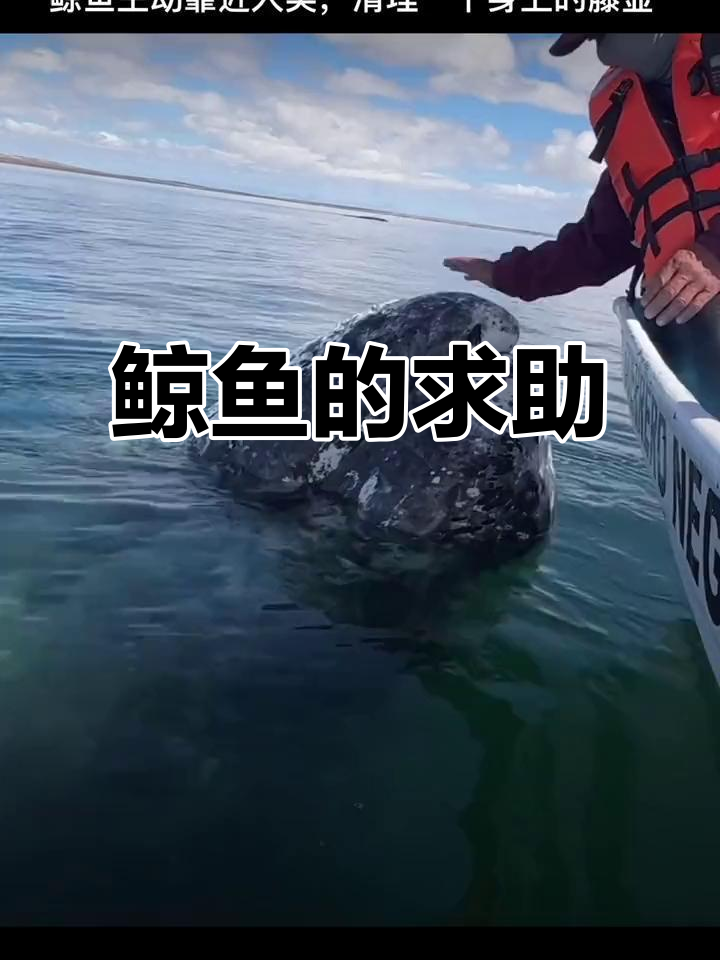鲸鱼亲近人类,帮忙清除部分藤壶,但无法彻底解决困扰