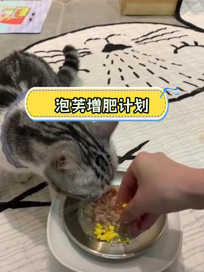 生日泡芙夜宵,猫咪陪伴