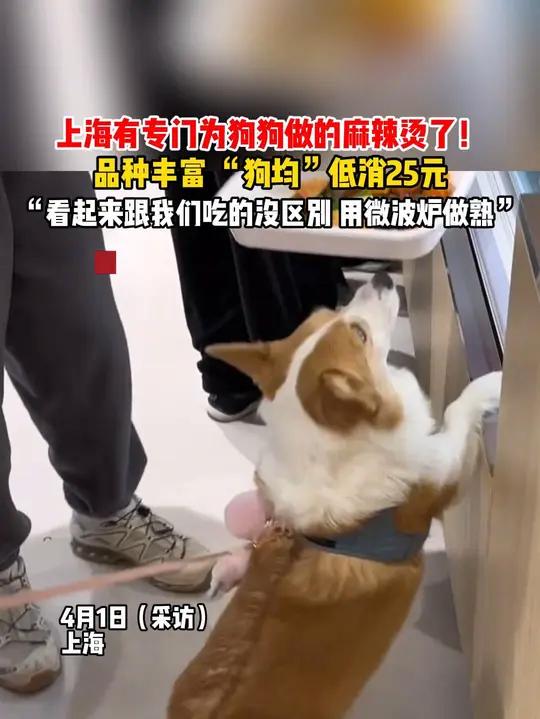 有专门为狗狗做的麻辣烫了!品种丰富,“狗均”低消25元,“看起来跟我们吃的没区别,用微波炉