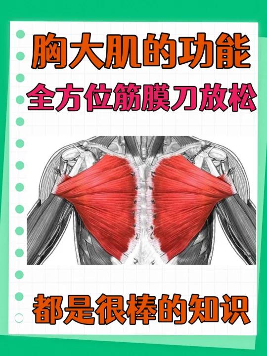 圆肩驼背必须放松的肌肉:胸大肌功能松解