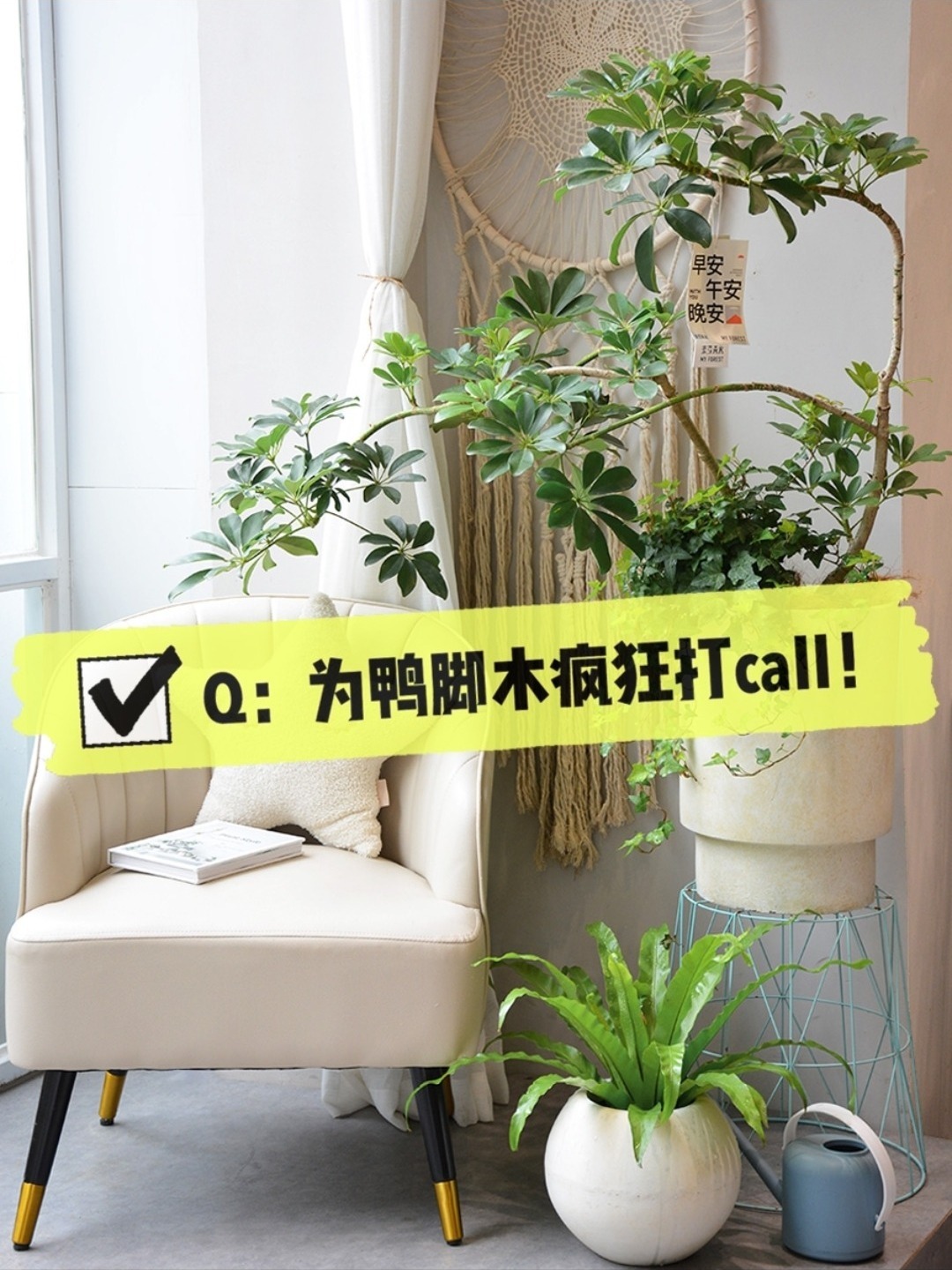 你好,我是鸭脚木～