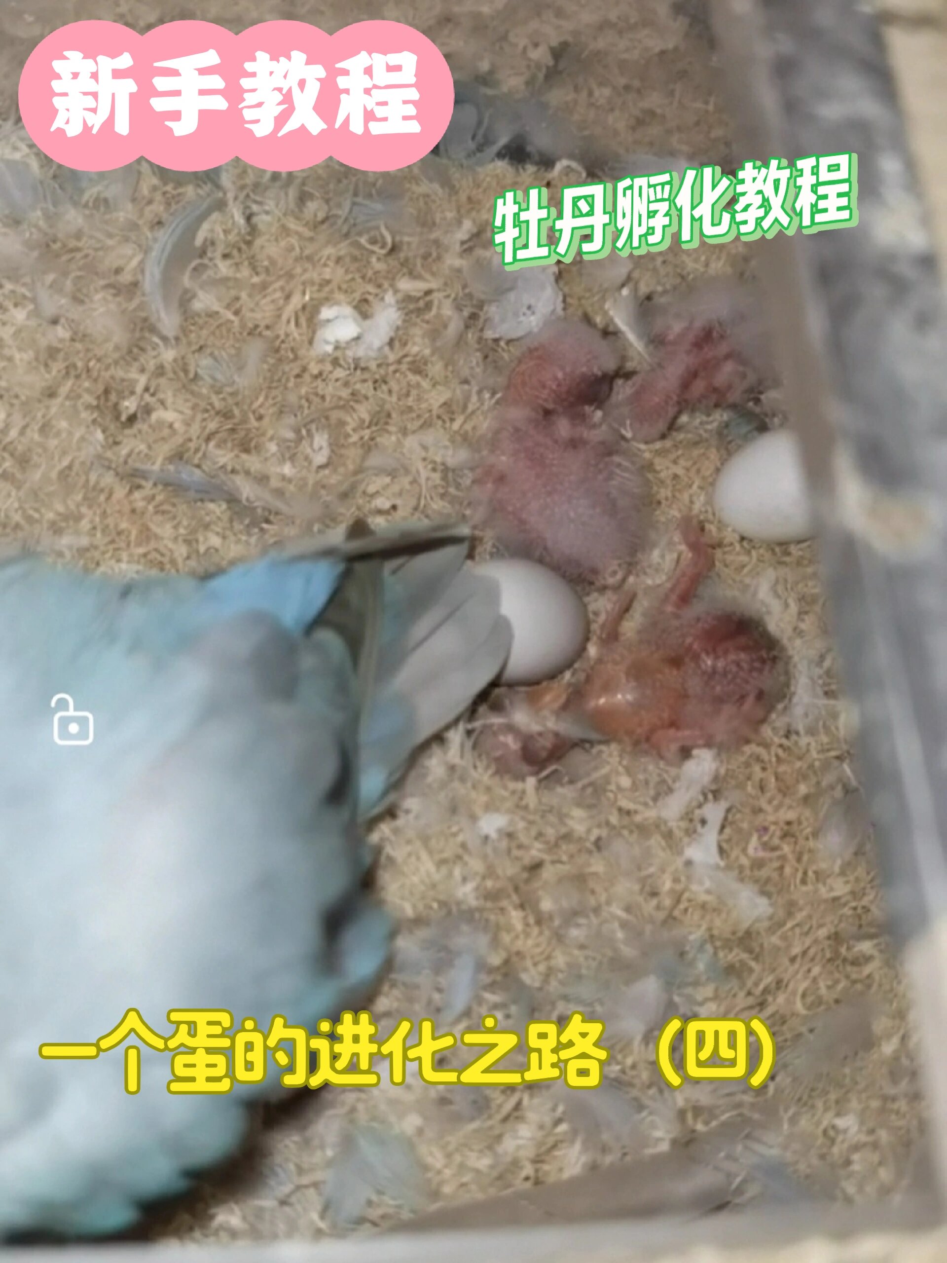 一颗蛋的进化之路四牡丹鹦鹉孵化