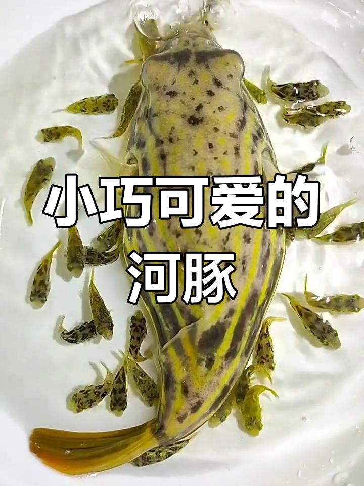 斑马狗头与巧克力娃娃:迷你河豚大比拼