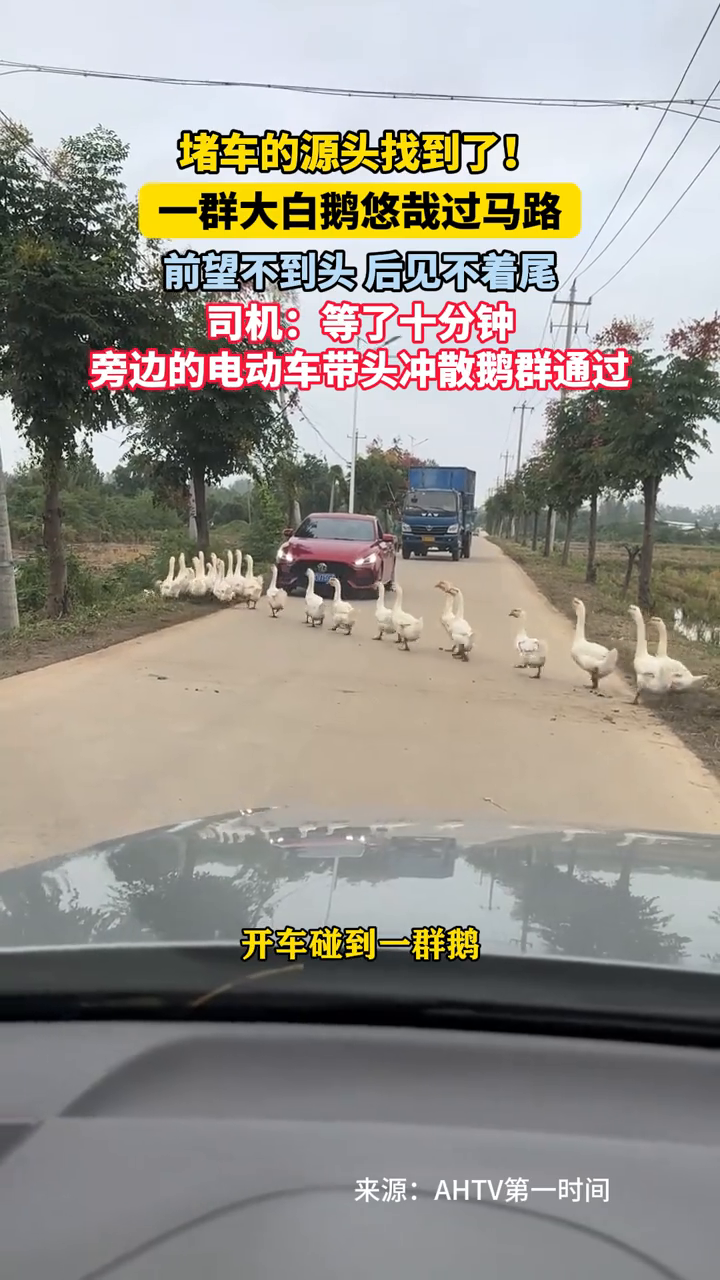 堵车源头找到了！一群大白鹅悠哉过马路，前望不到头，后见不着尾