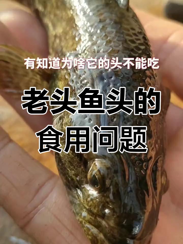 老头鱼的头到底能不能吃?有些说法让人困惑