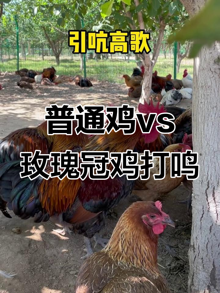 普通鸡与玫瑰冠鸡打鸣大比拼,谁的叫声更迷人?