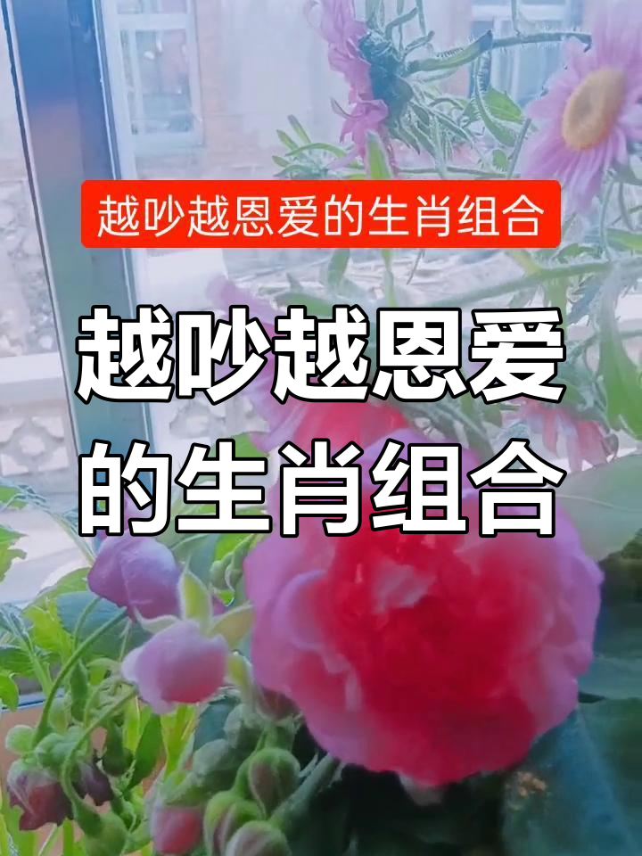 属鸡与属猪的完美配对,越吵感情越好