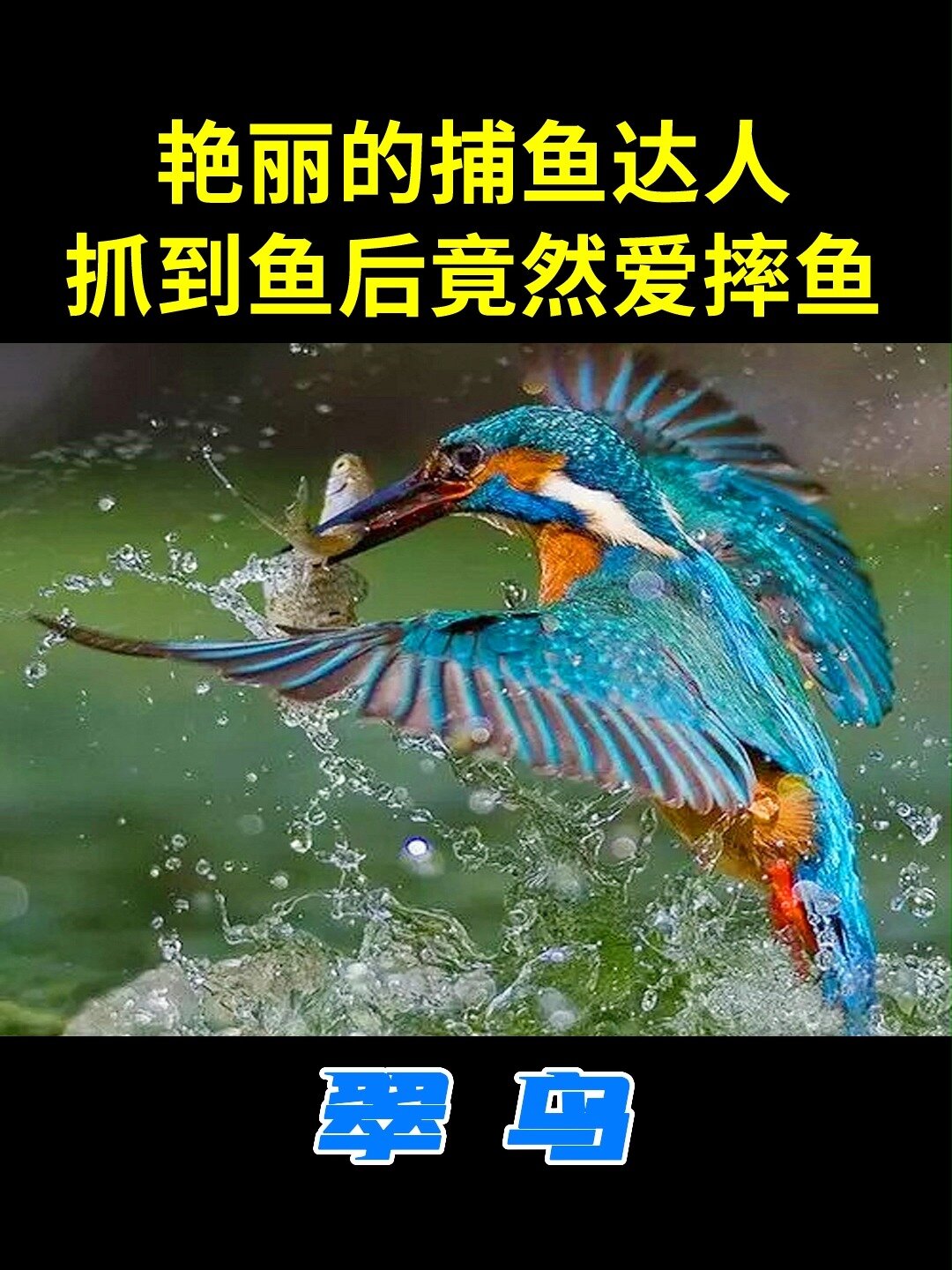 来看翠鸟是如何捕鱼的,及它的一个特殊癖好