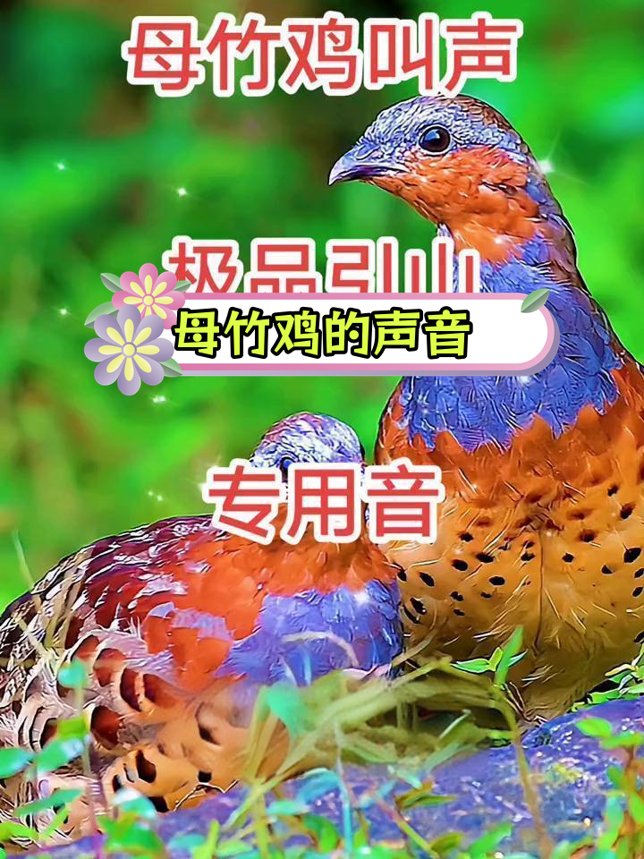 竹鸡的独特叫声与保护