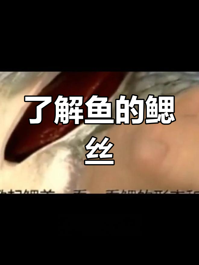 鱼鳃丝的作用与结构解析