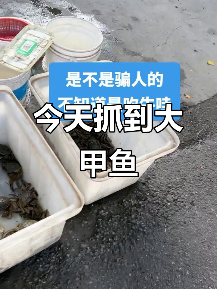 野生甲鱼大丰收,半斤到一斤都有!