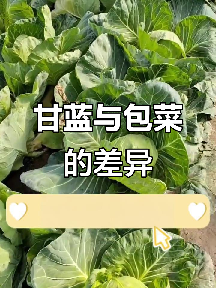 甘蓝和包菜到底有啥不同?南北叫法大揭秘