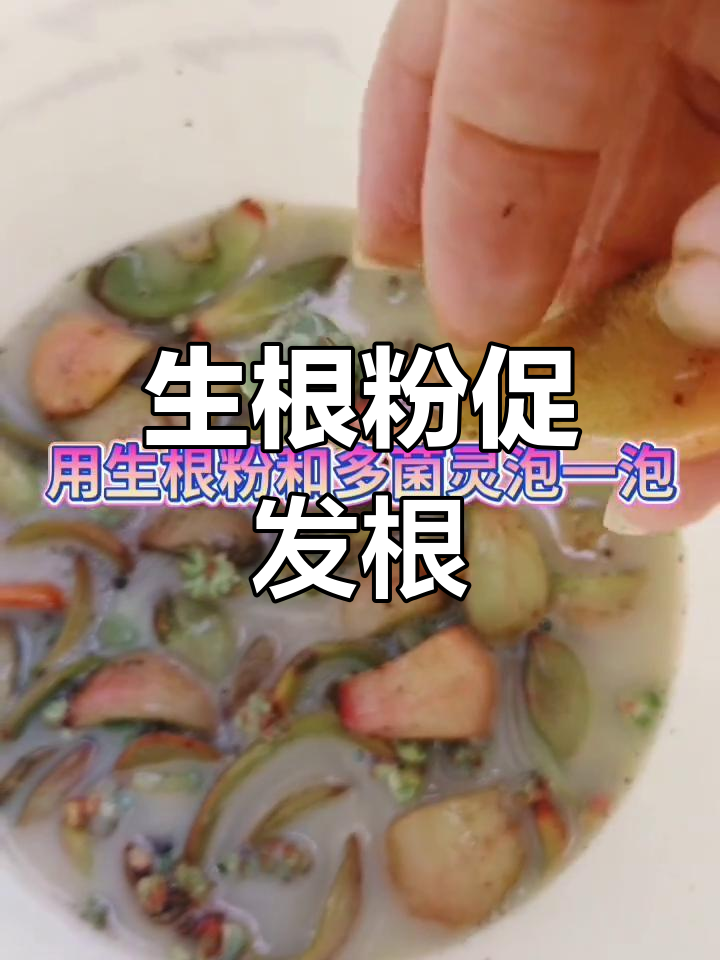 多肉生根粉使用技巧