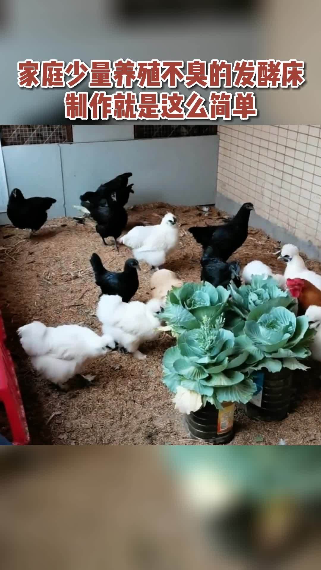 养殖 养鸡 三农 益生菌 发酵床 家庭少量养殖不臭的发酵床,制作就是这么简单