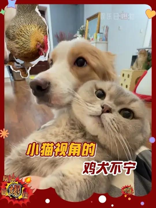 鸡犬不宁：有鸡和犬在的地方，小猫过得很不安宁