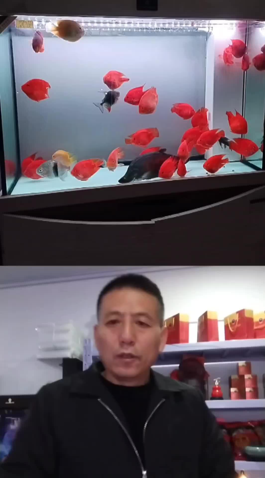 新手养鱼如何混养，注意4点避坑 养鱼日记 杨凌同城 鱼闻天下。杨凌养鱼达人