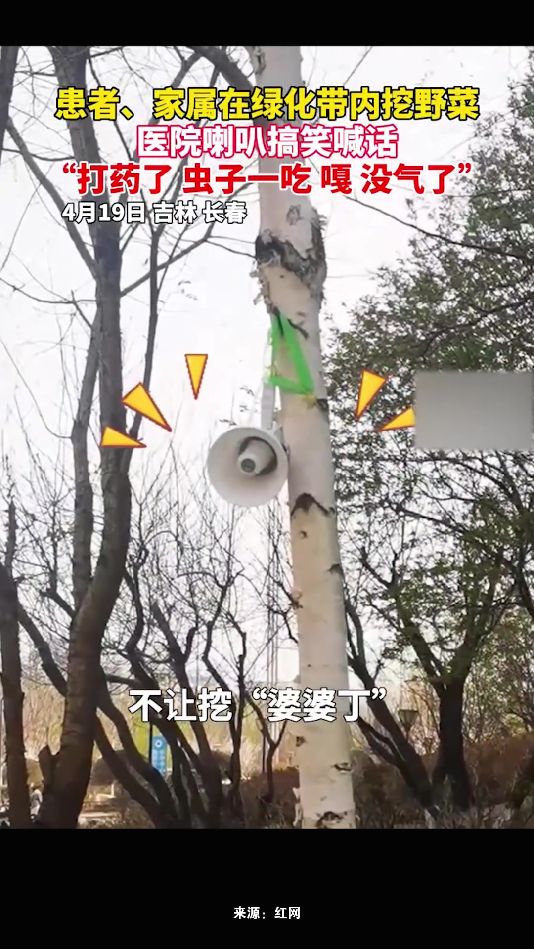 患者、家属在绿化带内挖野菜,医院喇叭搞笑喊话:“打药了,虫子一吃,嘎,没了”