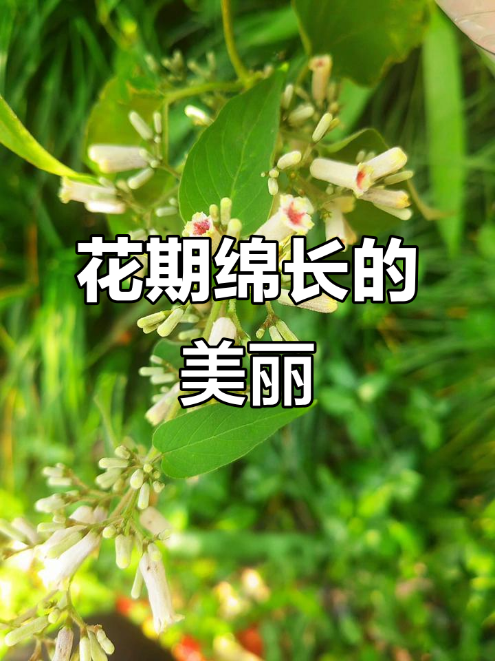 10月赏紫美鸡屎藤花,花期绵延至月末