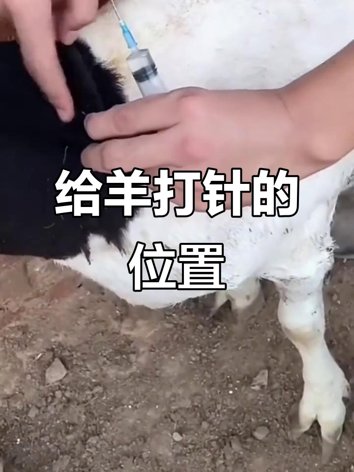 羊打针的正确位置,肌肉注射与皮下注射技巧大揭秘