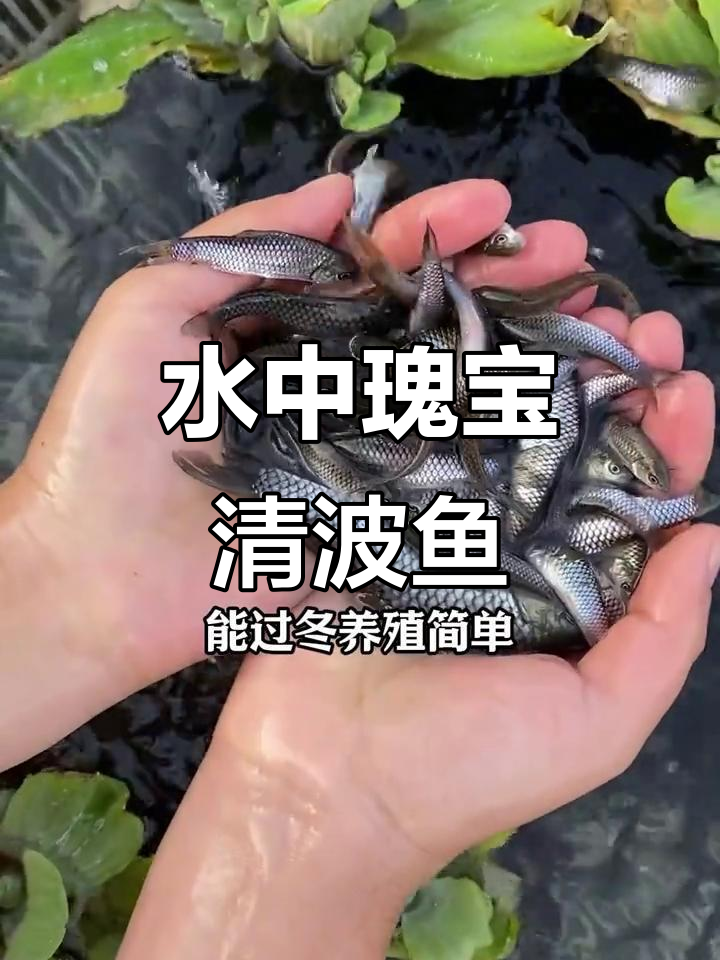 清波鱼：草食性淡水珍品，最大能长三十斤