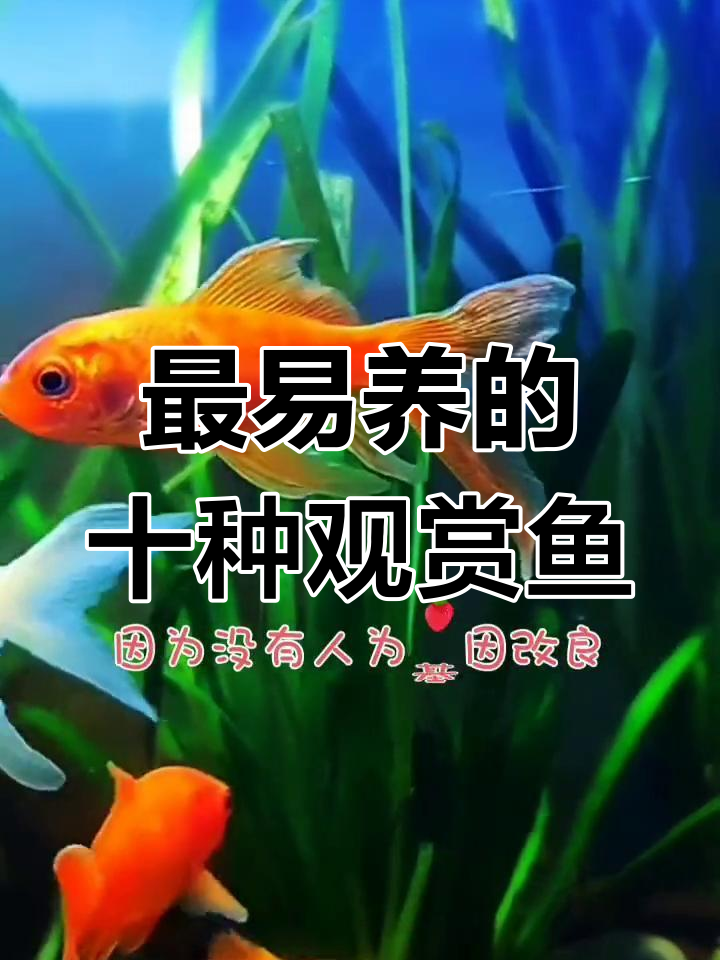 十大最受欢迎观赏鱼,皮实好养又美丽