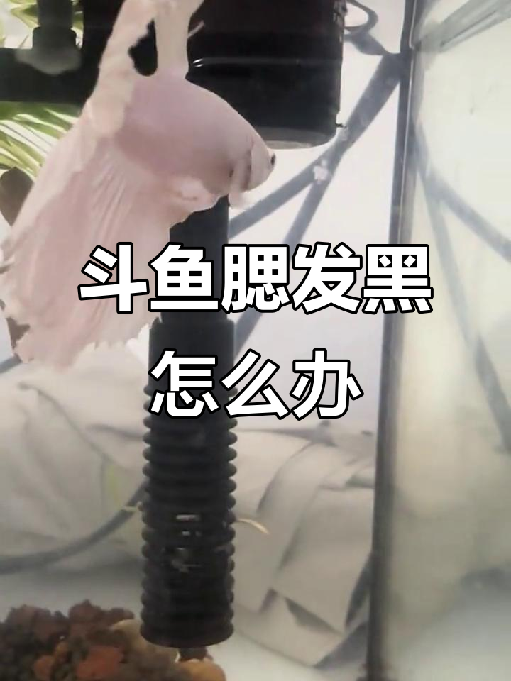 我的斗鱼腮变黑了,是不是生病了?
