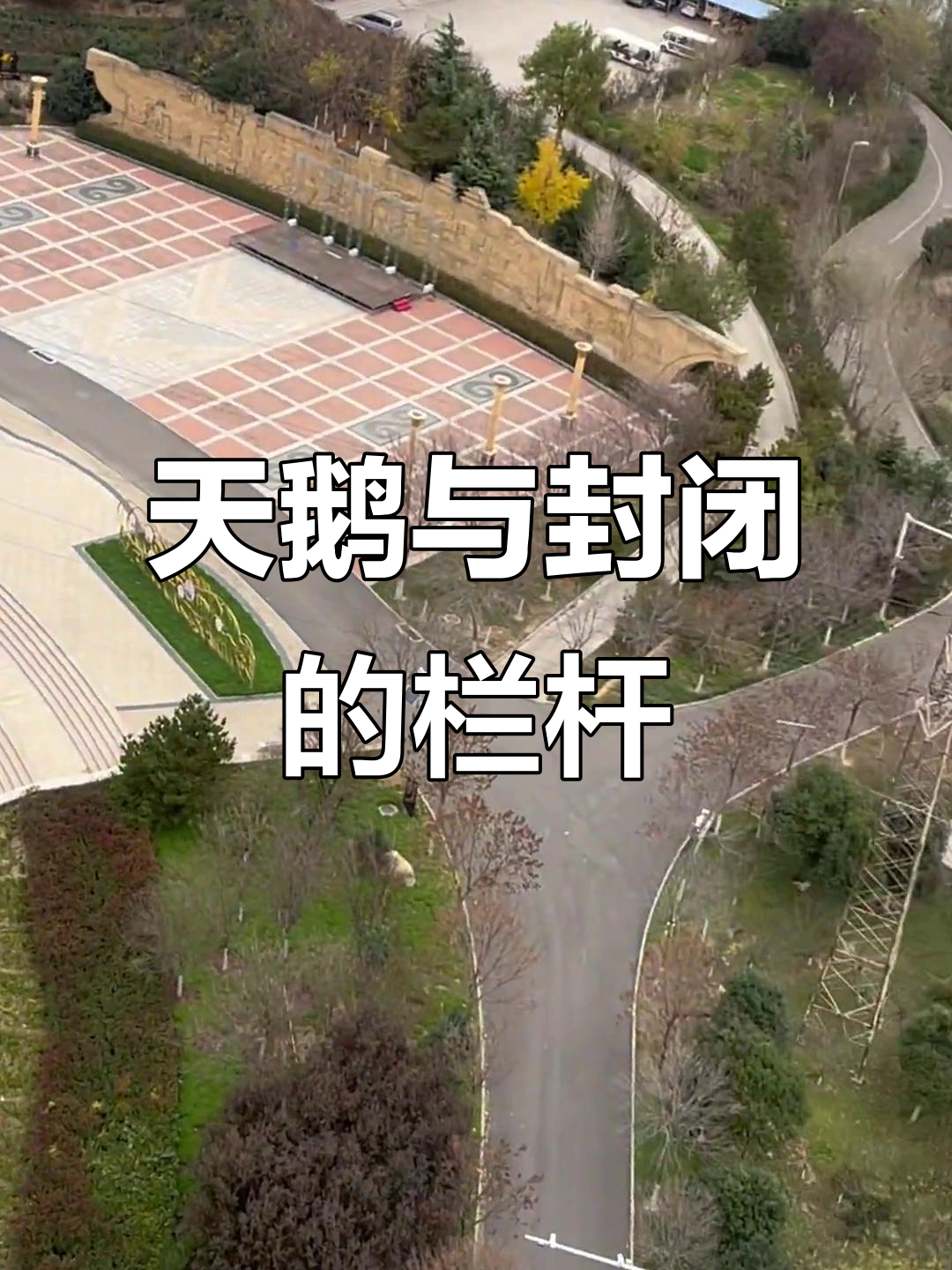 栏杆继续前移,白天鹅清晰可见,何时能解封?