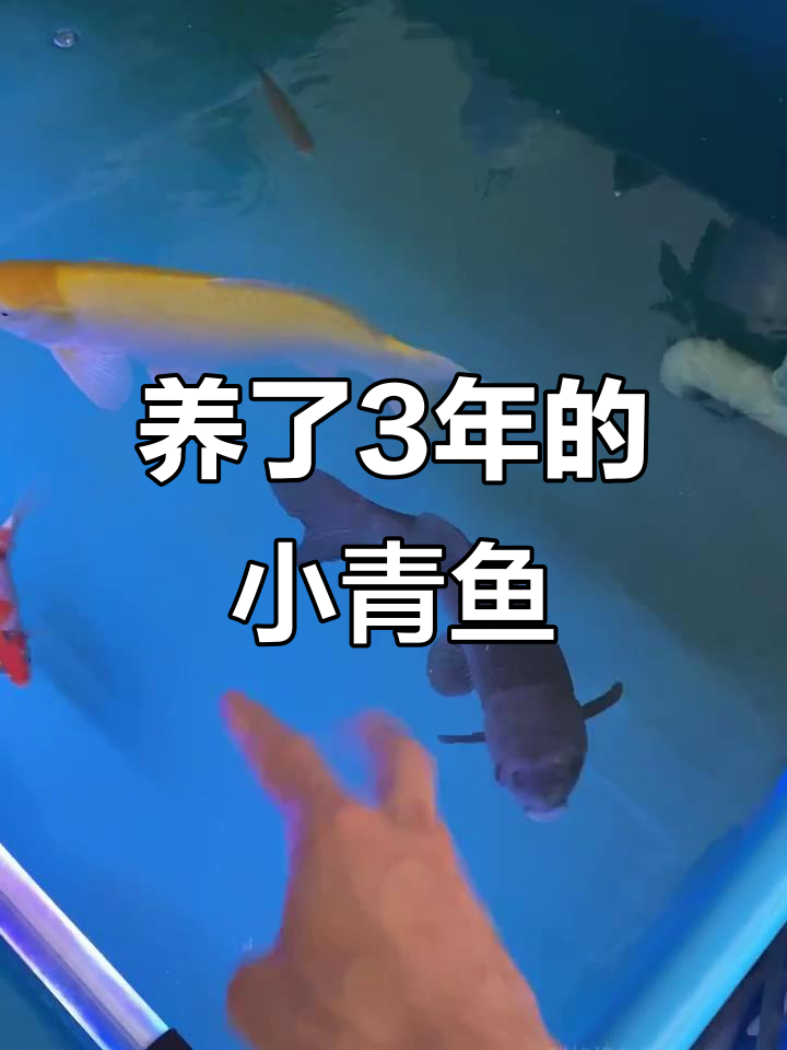三年养的小奶青鱼,竟然这么大!