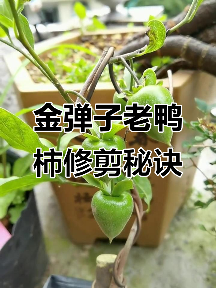 如何让金弹子老鸭柿挂果更矮,修剪技巧大公开