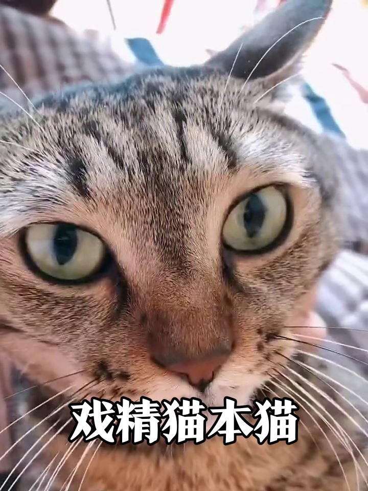 猫界影帝!被摸下巴秒变表情包,眼神戏绝了