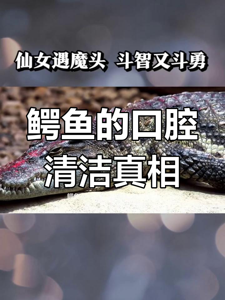 鳄鱼与牙签鸟:它们真的是共生关系吗?
