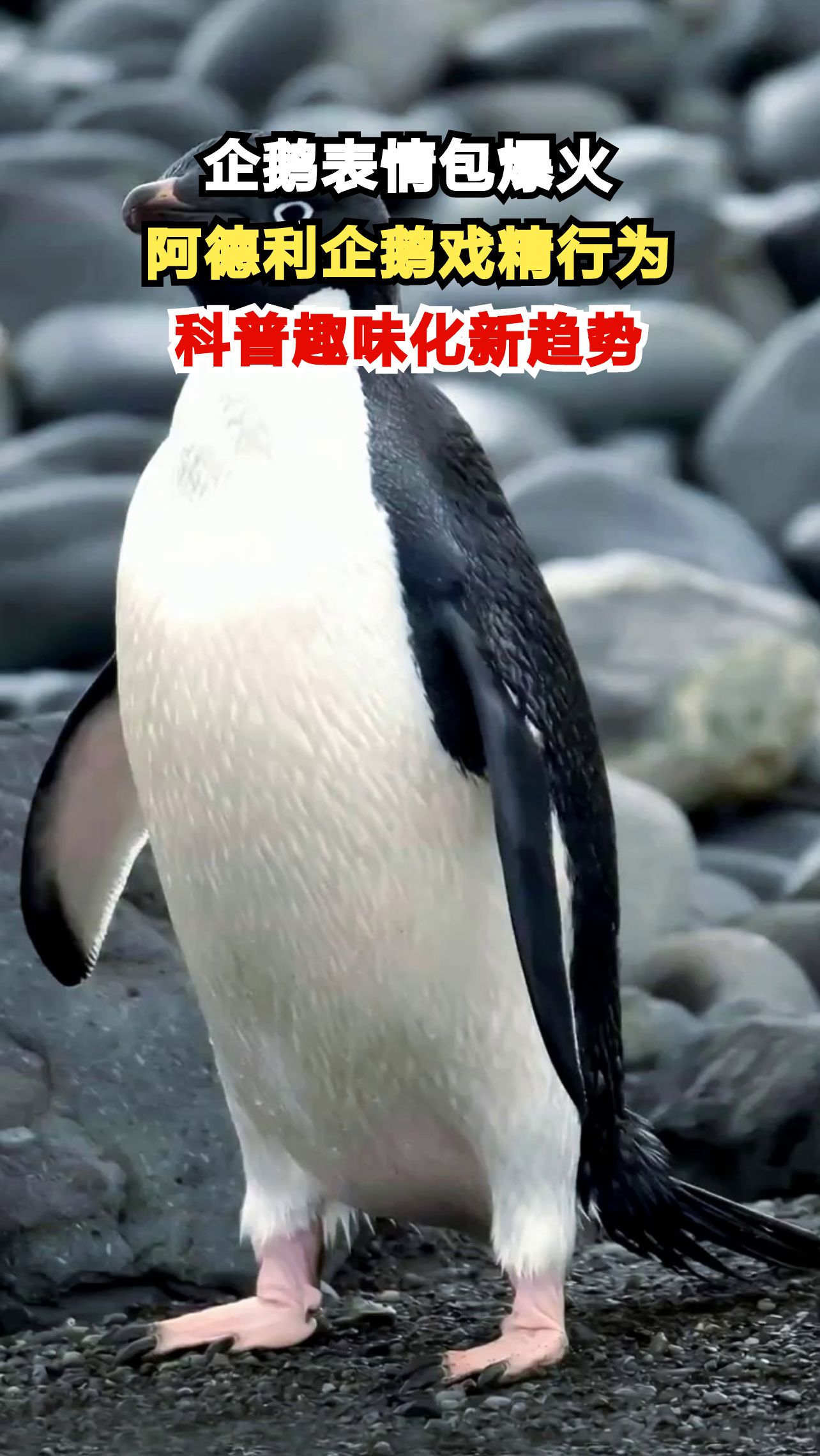 这只企鹅为何全网刷屏？揭秘阿德利企鹅的生存智慧与趣味科普