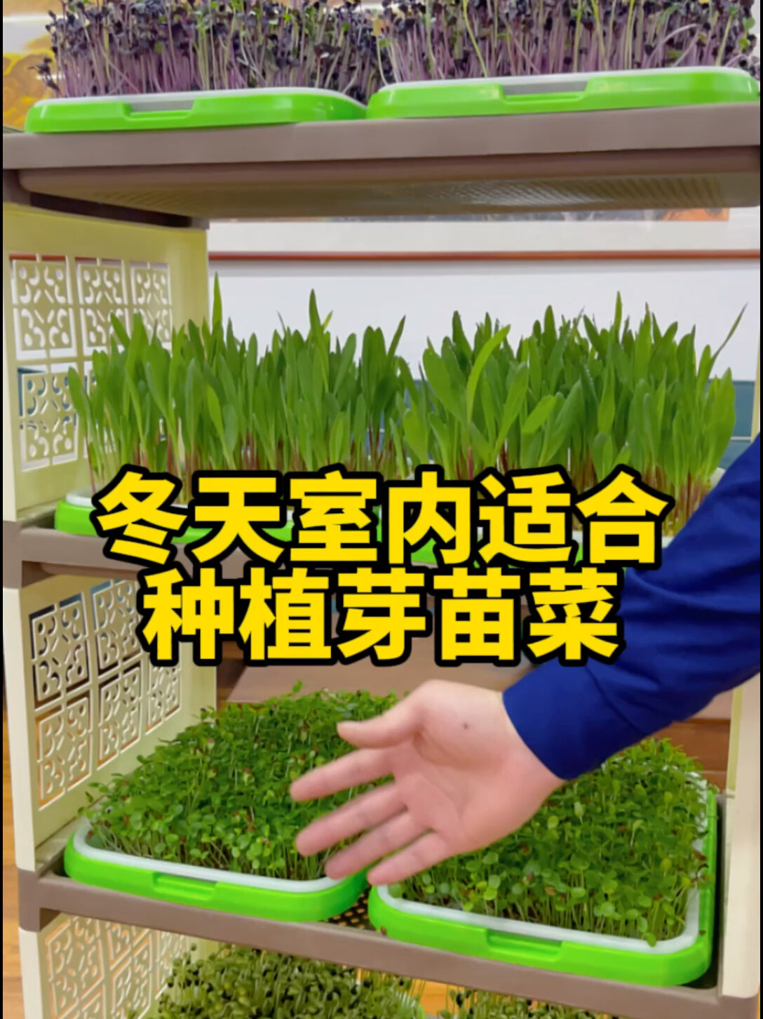 冬天室内最适合种植芽苗菜